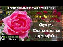Rose Summer Care Tips In Tamil