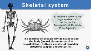 skeletal system definition and exles