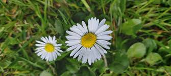 We did not find results for: Free Images Flower Green Flowering Plant Oxeye Daisy Heath Aster Petal Daisy Family Chamomile Marguerite Daisy Spanish Daisy Camomile Chamaemelum Nobile Alpine Aster Wildflower Mayweed Asterales Grass Family Spring Tanacetum Balsamita