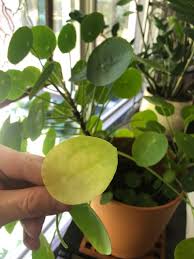 Maybe you would like to learn more about one of these? Chinese Money Plant Care 5 Secrets Pilea Peperomioides