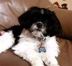 black and white shih tzu facts and photos