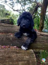 Springerdoodles (aka sproodles) are a cross between a poodle and an english springer spaniel. English Springer Spaniel Puppies For Sale Wilmington Nc 283833