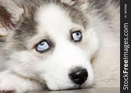 blue eyes of cute siberian husky puppy
