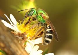 do you know that sweat bees sting and