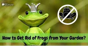 Get Rid Of Frogs From Your Garden