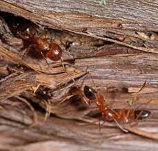 carpenter ants in austin aztec