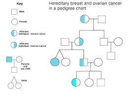 Hereditary Breast Ovarian Cancer Syndrome Wikipedia