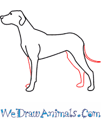 Dogs use their mouths to prevent overheating, so panting is pretty normal for them. How To Draw A Dog