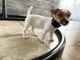 The pup is named for the reverend john russell who developed the terrier breed for english fox hunts the 1800's. Jack Russell Puppies For Sale Royal Jack Russell Terriers