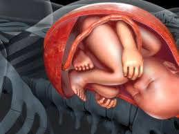 Perkembangan janin trimester tiga dari 7 hingga 9 bulan, bumil perlu tahu! Hamil 6 Bulan Begini Penampakan Janin Dalam Kandungan