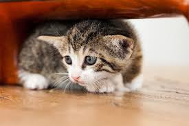 What Are Cats Scared Of 6 Feline Fears