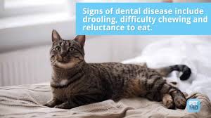 Many older cats also become a. Dementia In Cats Symptoms Causes And Treatment Petmd