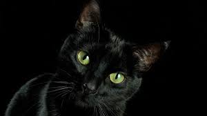 Follow us if you love cats & kittens too! Black Cat Facts Mental Floss