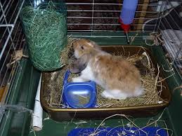 Bunny Cages Pet Rabbit