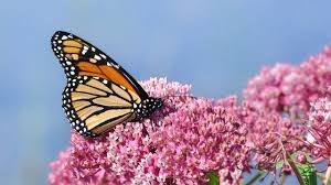 monarchs milkweed mulhall s