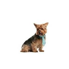Dogs and puppies cats and kittens horses rabbits birds snakes. Norwich Terrier Puppies Pet City Pet Shops