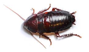 types of roaches in texas and how