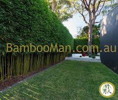 How To Buy Gracilis Bamboo Bamboo