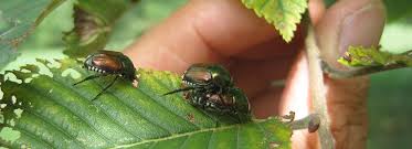 Every year, japanese beetles grow in mass numbers even with the use of sprays and traps. Control Japanese Beetles Bioadvanced
