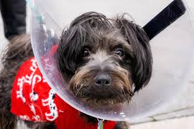 The wound is waterproof after 10 days. How To Care For Your Dog S Stitches After Surgery
