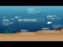 How To Cycle An Aquarium Nitrogen Cycle