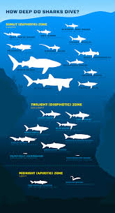 Celebrate Shark Week With This Fun Infographic On How Deep