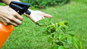 diy organic pesticide sprays berry chatty