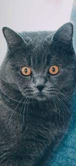 Gray cat, orange eyes, curtain ...
