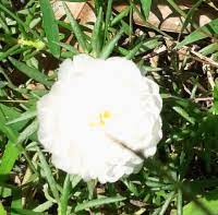Maybe you would like to learn more about one of these? A Haiku On Finding A Tiny White Flower Internet Women S Best