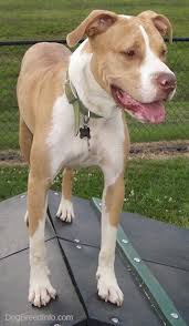 This stocky dog should be muscular, giving the impression not only of great strength for its size but also of grace and agility. Labrabull Growth Chart The Future