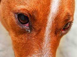 how to treat dog eye infections at home