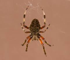 brown spider with orange and brown legs