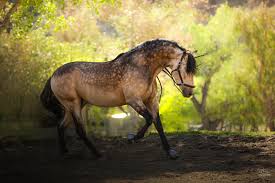 Buckskin pre horse high quality for sale.cod 5830. Gambler Buckskin Andalusian Home Facebook
