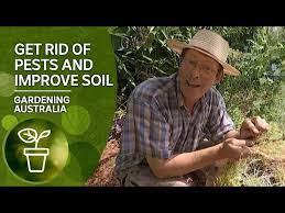 Pests And Improve Soil Naturally