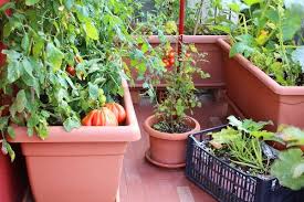 Container Vegetable Garden