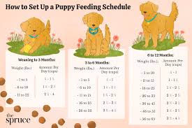 setting up a puppy feeding schedule