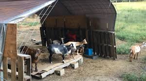 easy goat shelter ideas using diy pallets