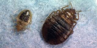how to avoid bedbugs when you re in a hotel
