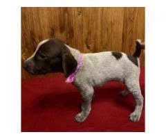 german shorthaired pointer tennessee