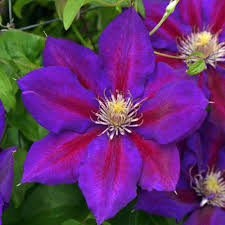 Spring Hill Nurseries 3 In Pot Julka Clematis Vine Live Perennial Plant Vine With Purple Flowers 1 Pack