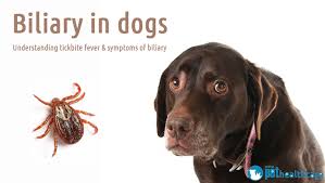 Hello i've just made a binance account and i've sent over some ltc from bittrex to binance. Biliary In Dogs Understanding Tickbite Fever Symptoms Of Biliary Pet Health Carebiliary In Dogs Understanding Tickbite Fever Symptoms Of Biliary