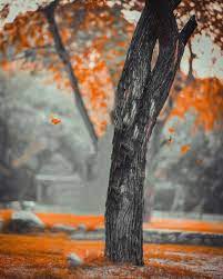 tree blur picsart cb editing background