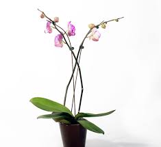 best orchid potting mix 5 best picks