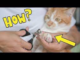how to safely cut your cat s nails