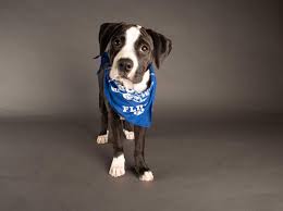 Also, use our search bar for more results or click here. 12 Puppies From Virginia Rescues To Compete In This Year S Puppy Bowl Entertainment Richmond Com