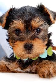 yorkshire terrier breed information