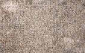 signs that your carpet has mold dan