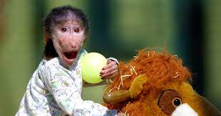 cute baby monkey from skopje zoo gets