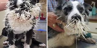 If A Porcupine Quills Your Dog, Here's What To Do - The Dodo