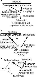 multidomain ribosomal protein trees and